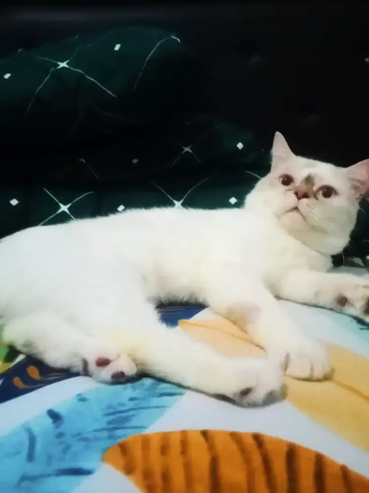 Lepas Adopsi kucing jantan persia pesek