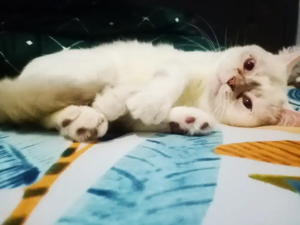 Lepas Adopsi kucing jantan hidung pesek