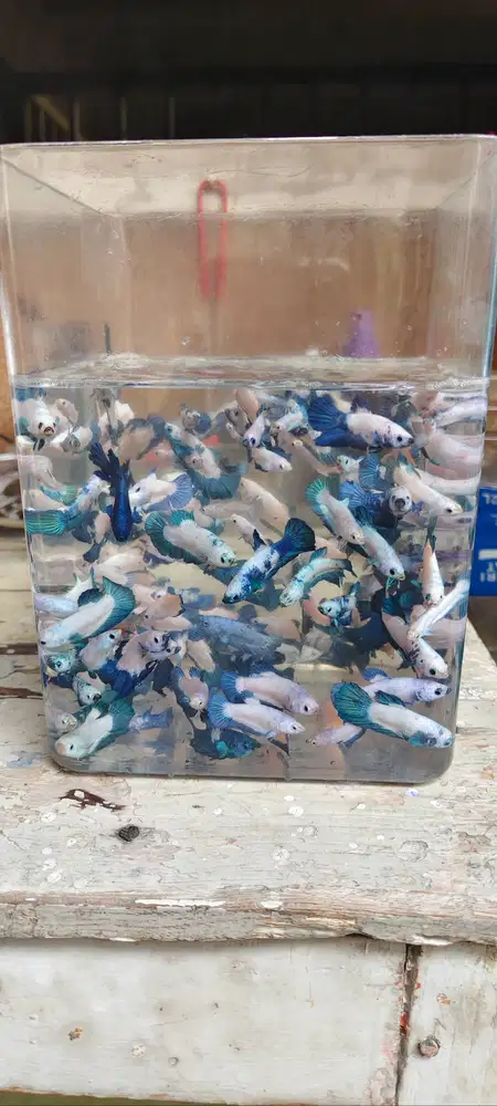 DIJUAL IKAN CUPANG (ECER MAUPUN PARTAI) HARGA MURAH (SURABAYA)