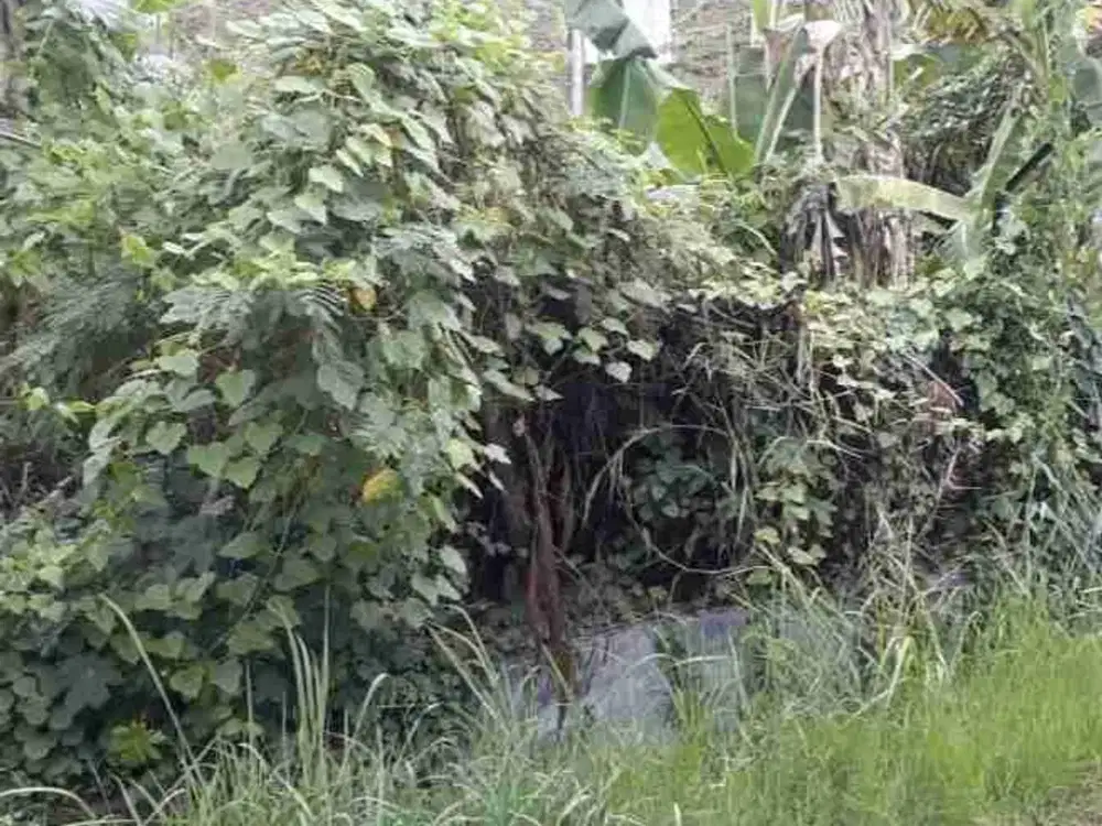 Dijual Tanah Siap Bangun Nol Raya Lidah Kulon Surabaya Lebar 12