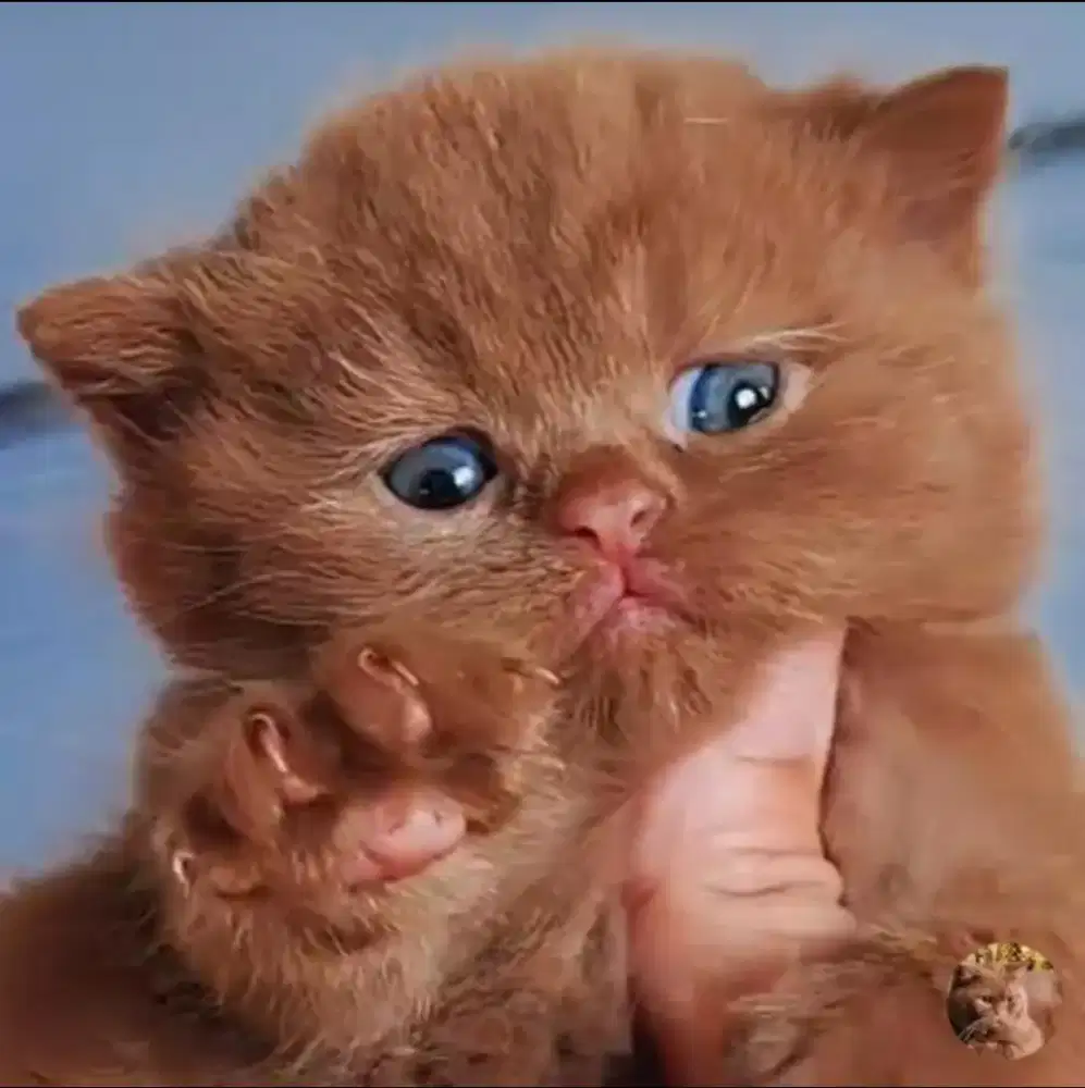 British short hair muchkin betina