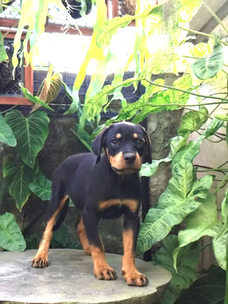 Rottweiler puppies/anakan rottweiler