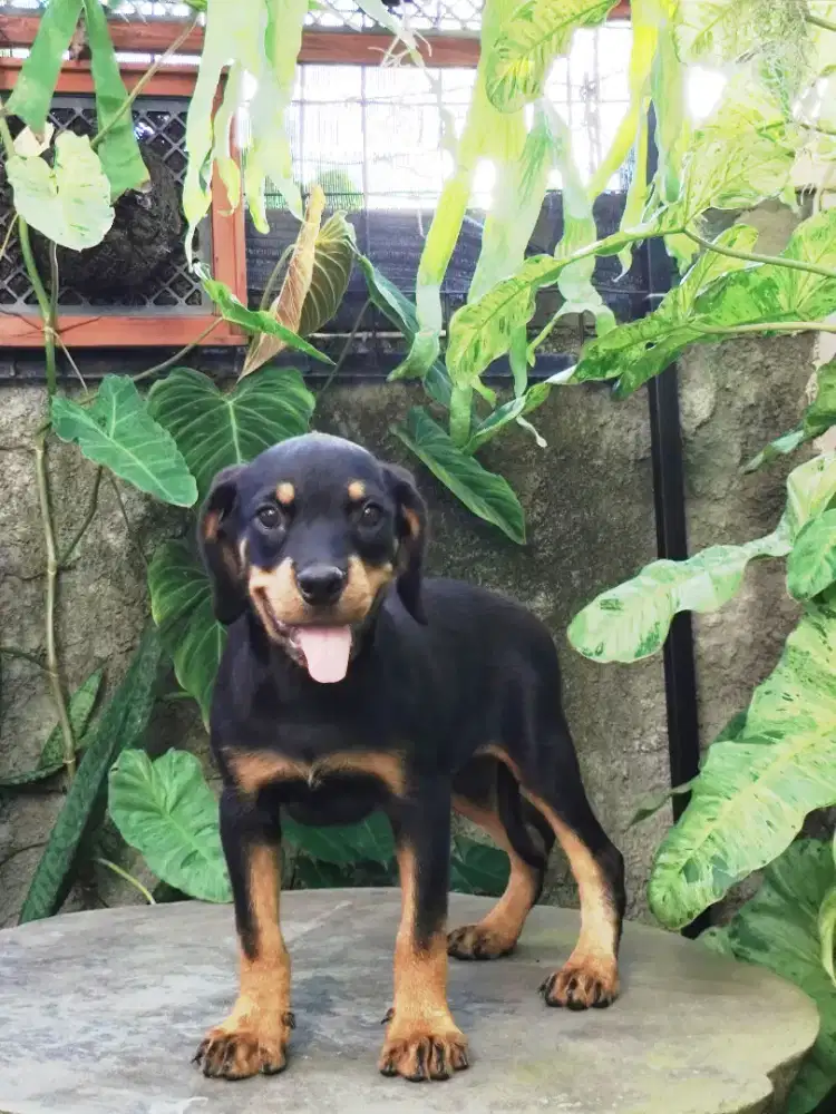 Rottweiler puppies/anakan rottweiler