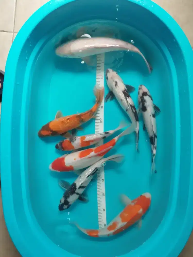 Ikan koi murahhh