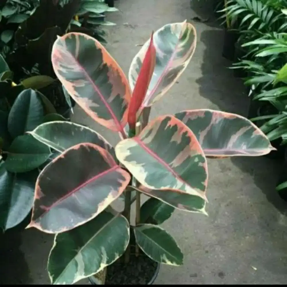 Jual tanaman pohon karet kebo varigata