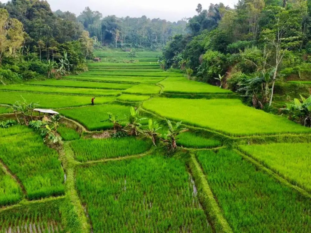 Dijual Murah Tanah Sawah Ada Air Mengalir di Bojong Purwakarta