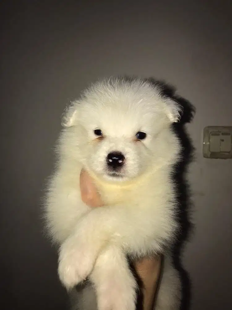 Samoyed Non STB