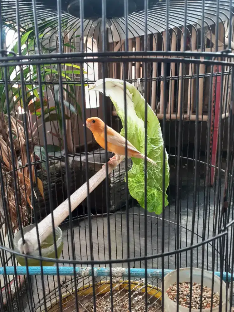 Kenari Gacor fullshet