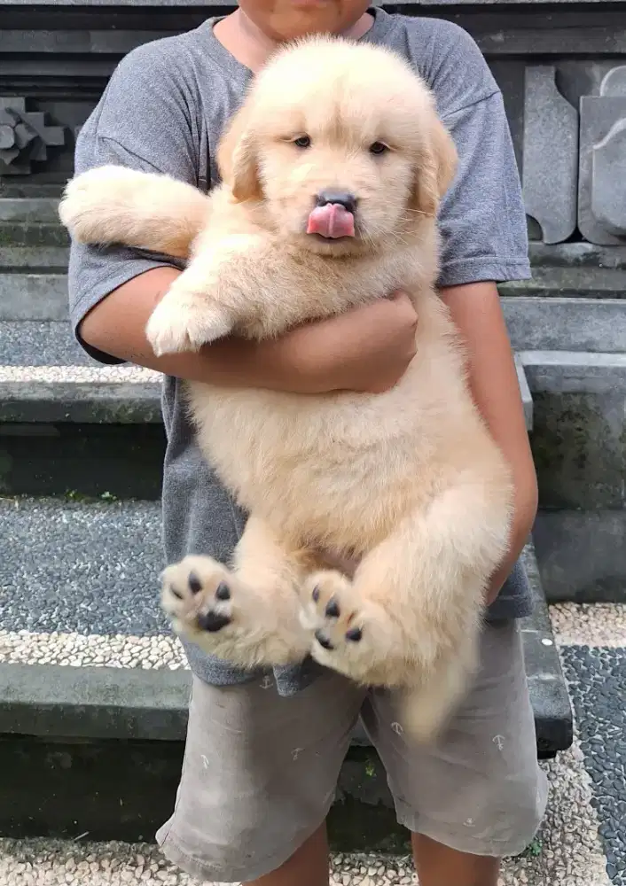 Golden Retriver Puppy