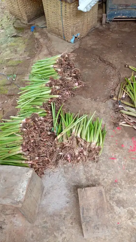 Talas Bentoel Pratama 2