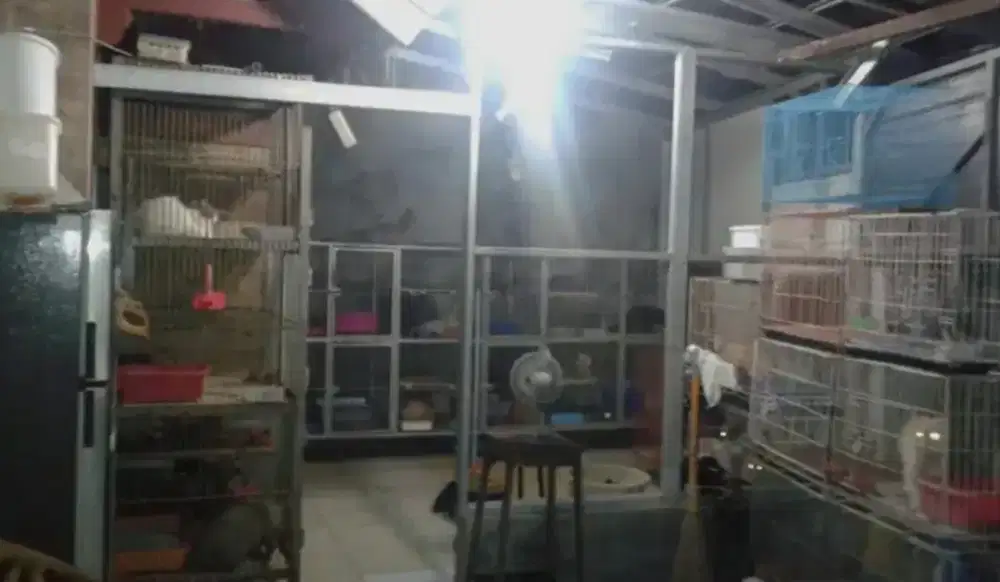 TEMPAT ADOPSI KUCING RAS (LONGHAIR / SHORTHAIR) BANYAK PILIHAN RAS