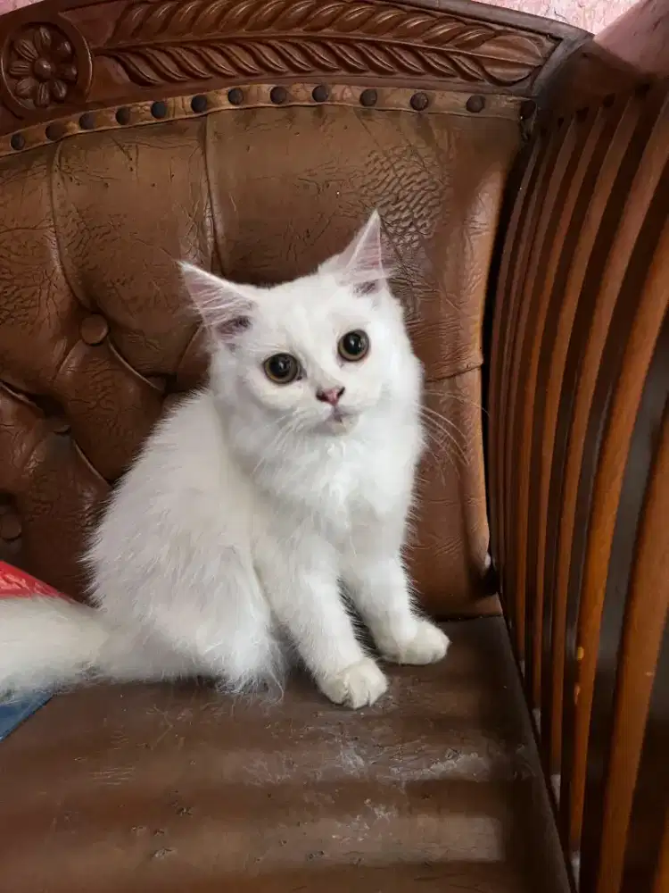 Dijual kucing ras persia putih