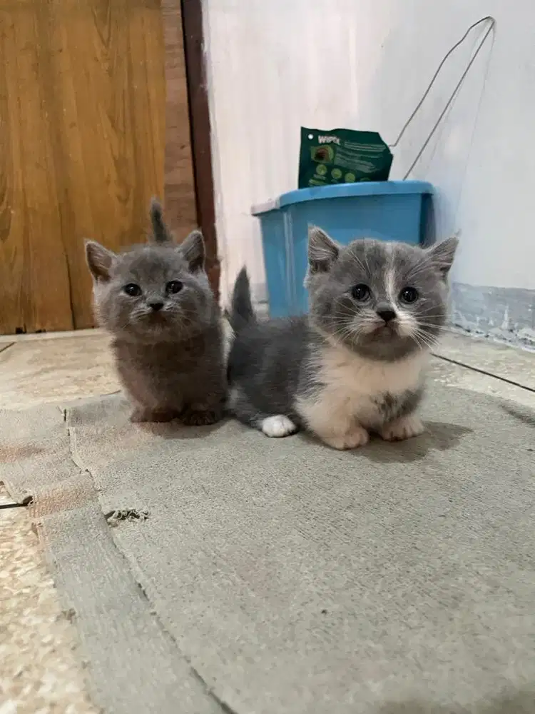 Kucing munchkin mix bsh