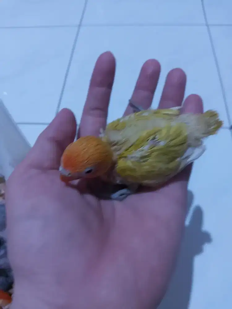 Baby pastel split pb