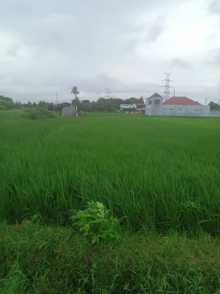 DIJUAL CEPAT SAWAH / TANAH SIAP INVEST