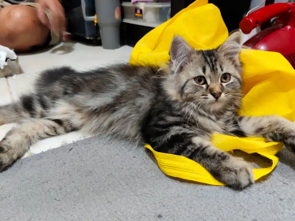 kitten persia medium betina umur 3 bln