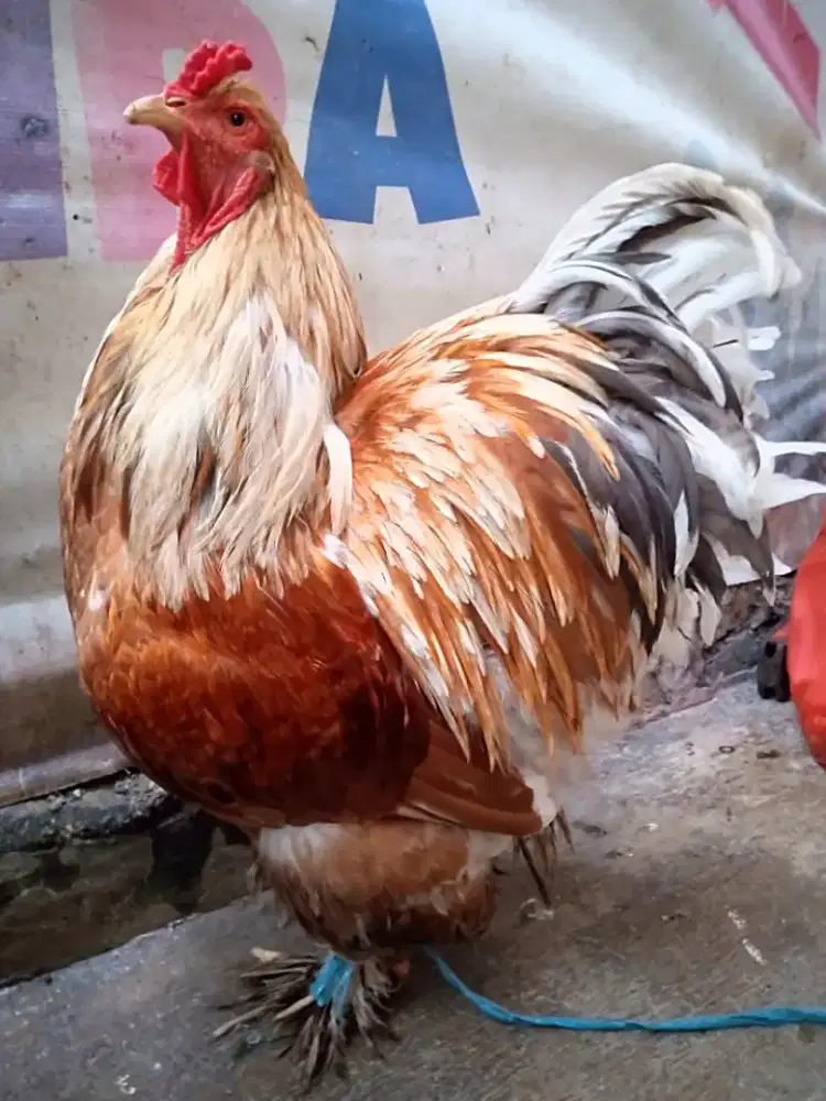 Ayam Brahma jantan jumbo.warna bgs.di Jagakarsa Jakarta Selatan