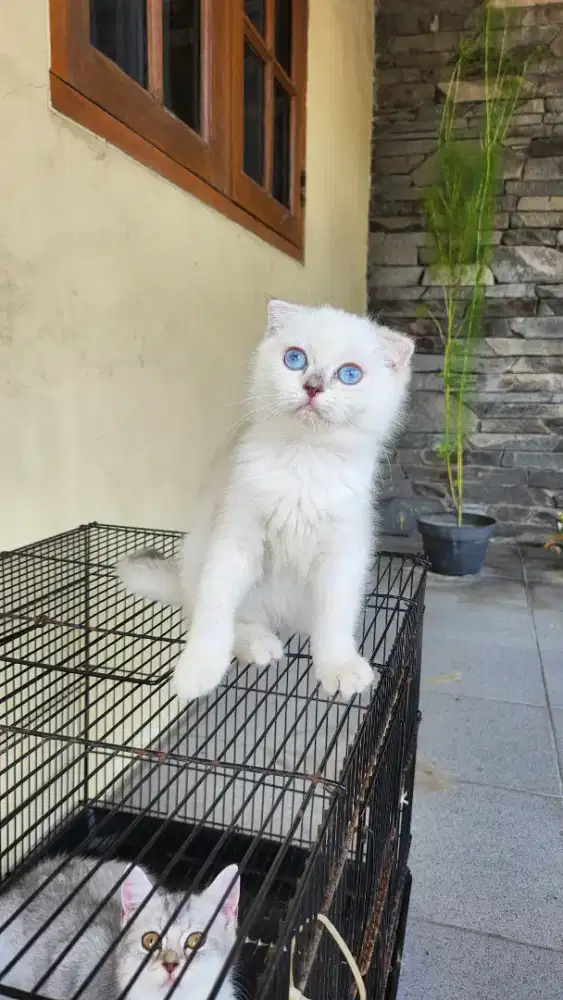 Kucing Scottish fold jantan