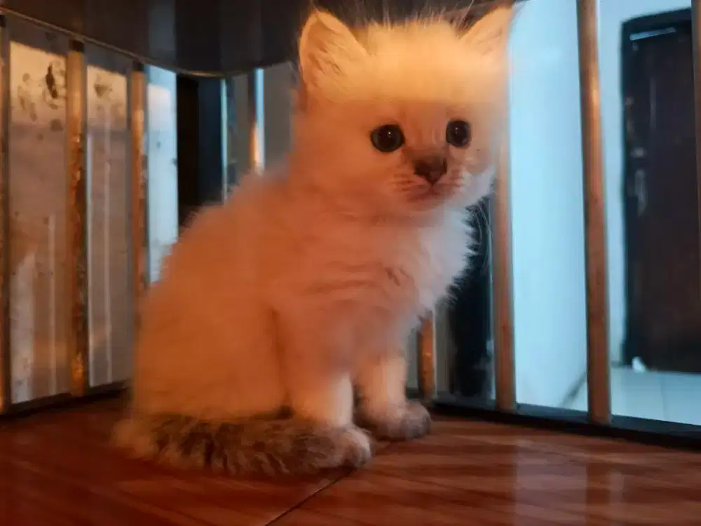 Kitten himalaya