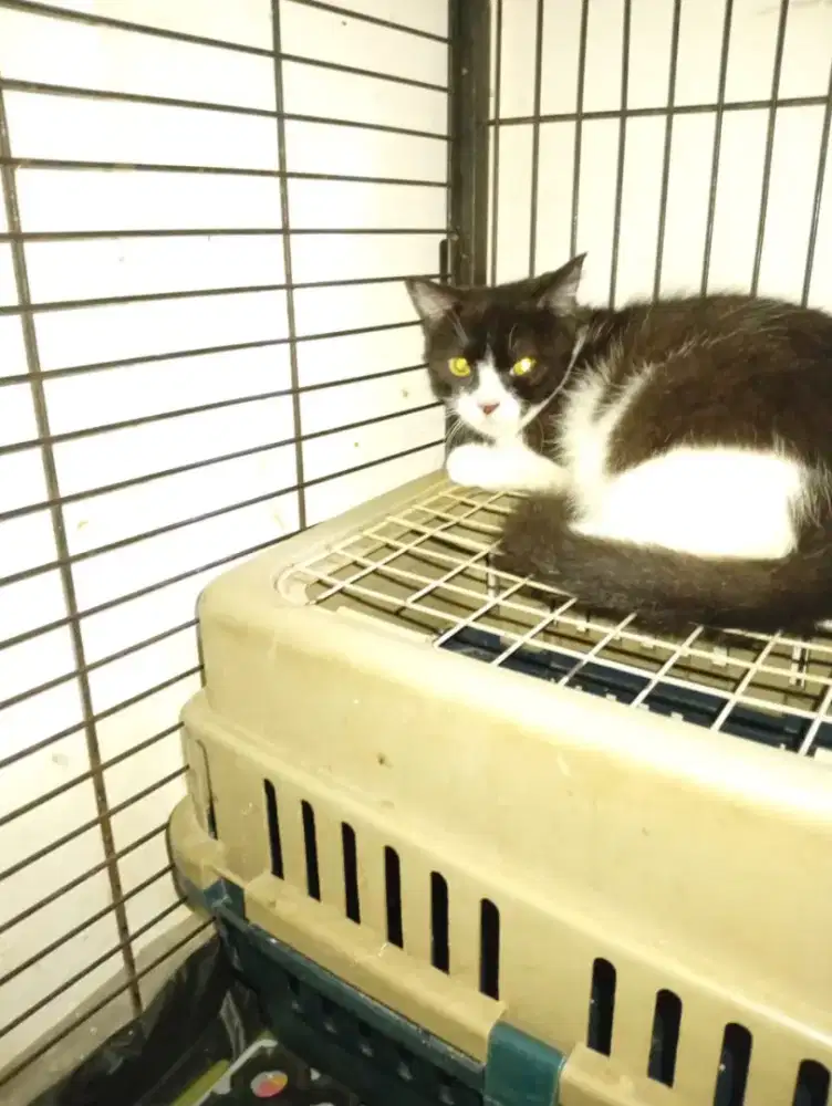 Lepas adop kiten 3 bln mixdome jntan