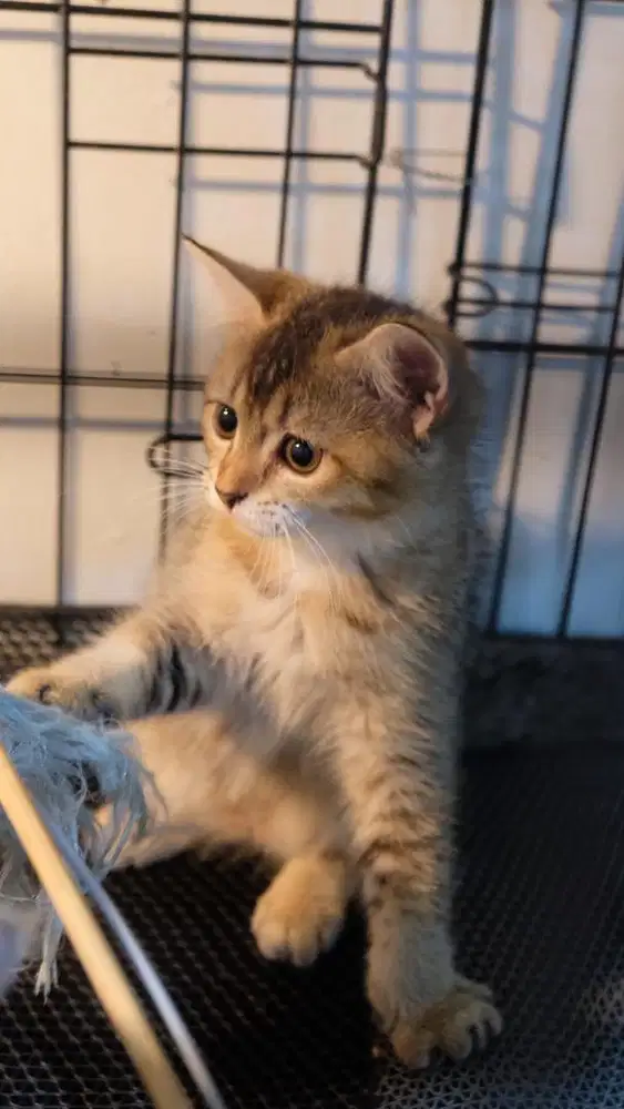 BRITISH SHORT HAIR / BSH / GOLDEN