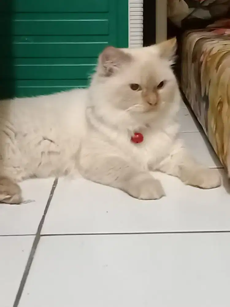 nabul jantan 1jt nego midol 1.2th jago kmpoy big Longhair jinak depok