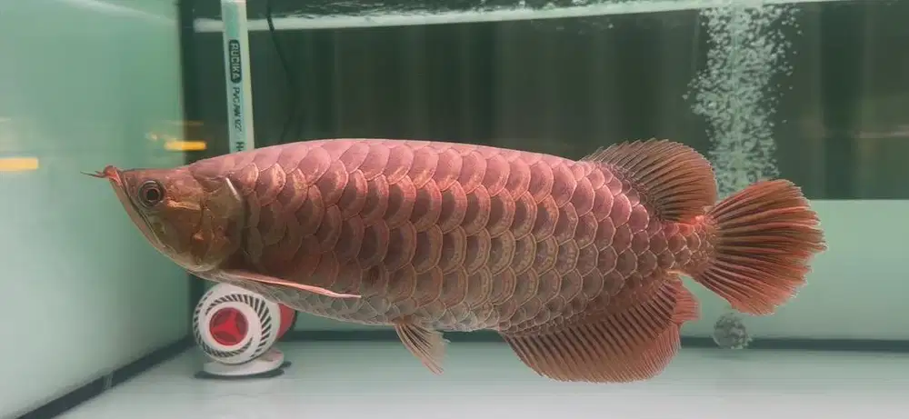 Arwana Super Red Polkadot Unik +/- 40cm