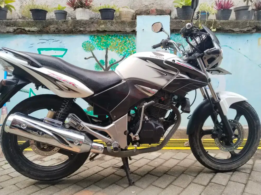 Tiger albino ag nganjuk