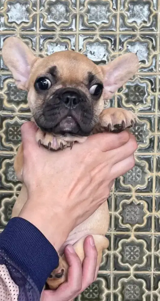 Jual French bulldog betina
