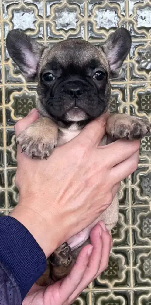 French bulldog betina