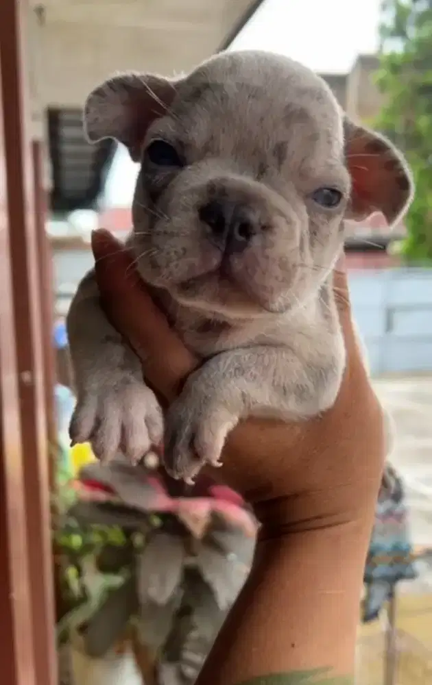 French bulldog blue marle