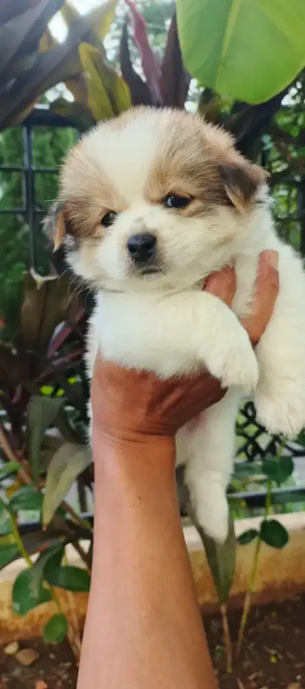 Puppy Shihtzu mix pom
