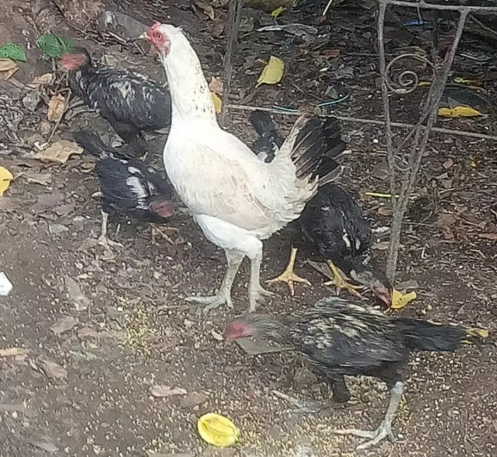 Ayam indukan + anaknya