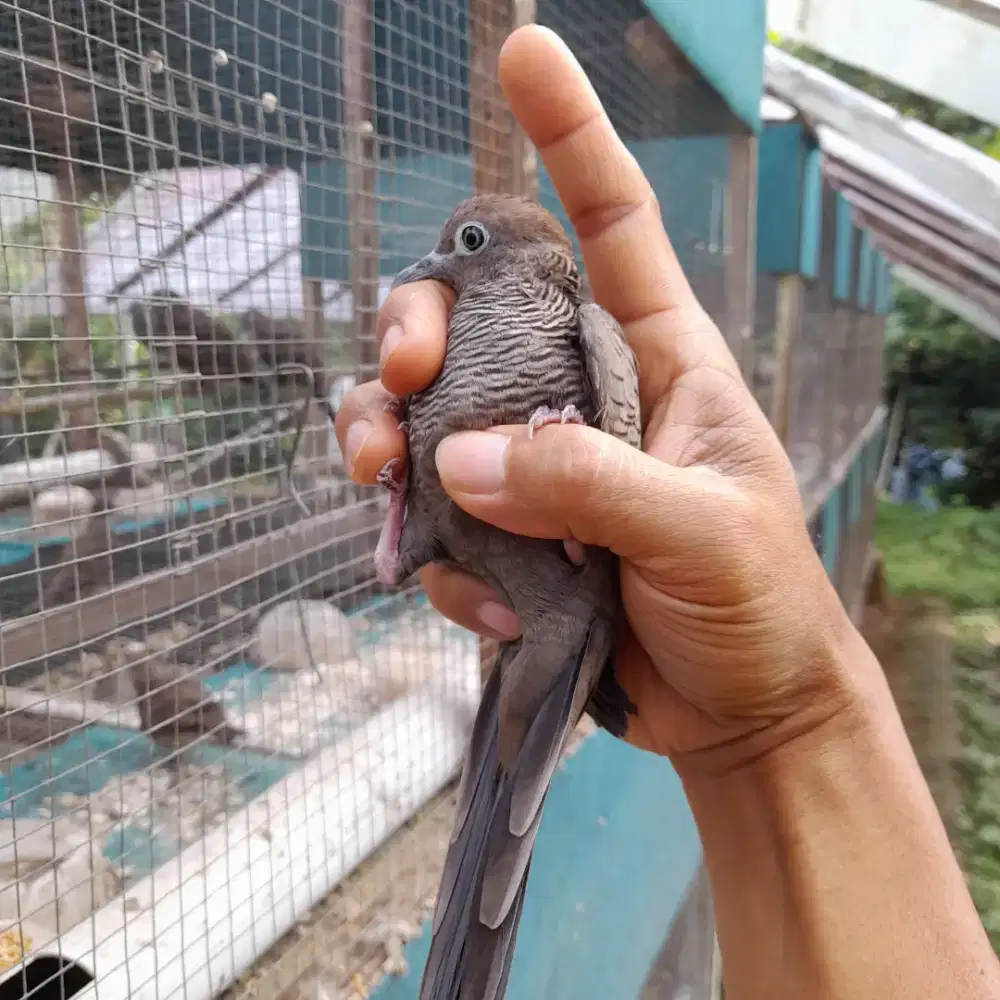 Perkutut cemani daringan kebak kemben dewasa