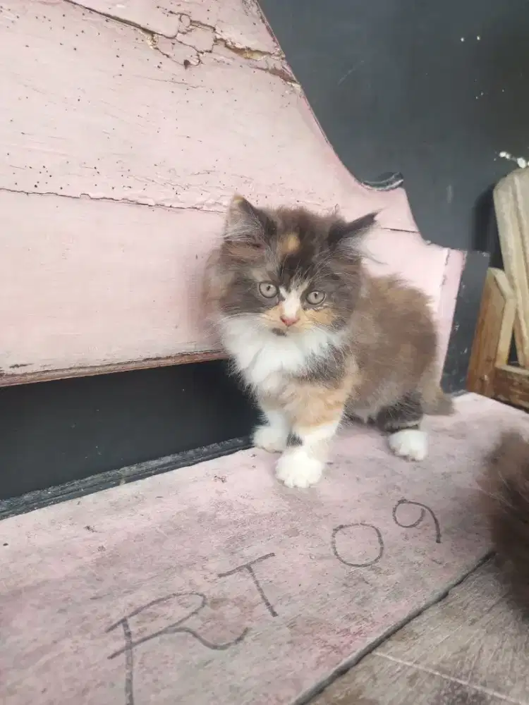 Sepasang anakan persia ready