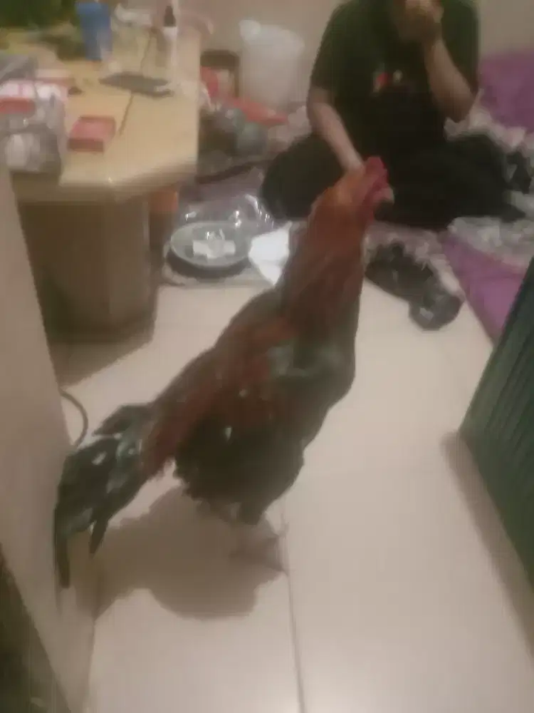 Mangga yg minat ayam bangkok