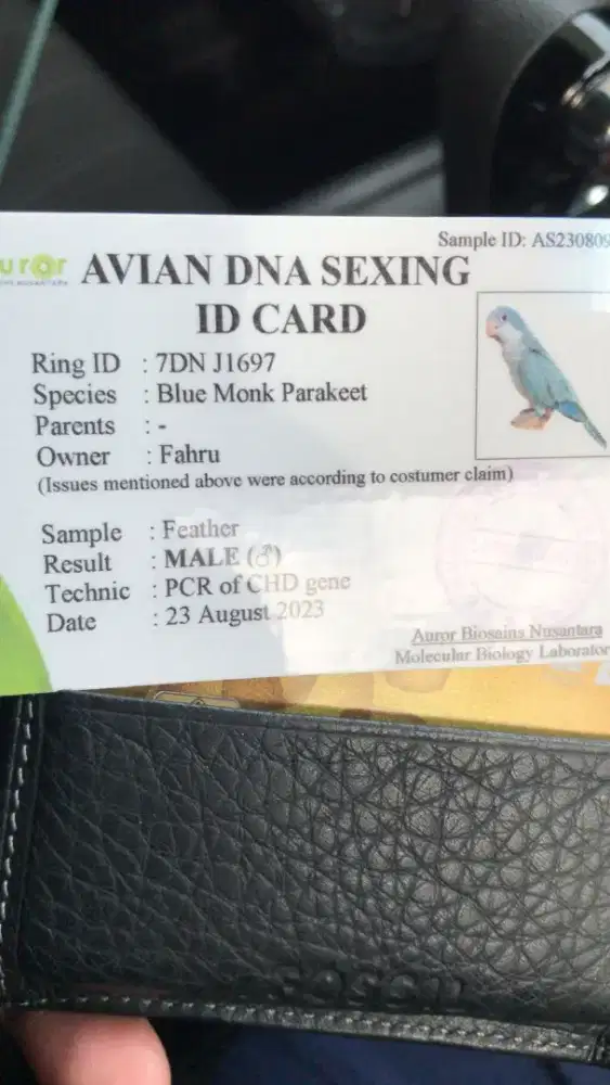 Parkit Biru sepasang