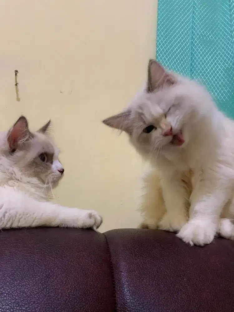 Kitten betina ragdoll 6bulan