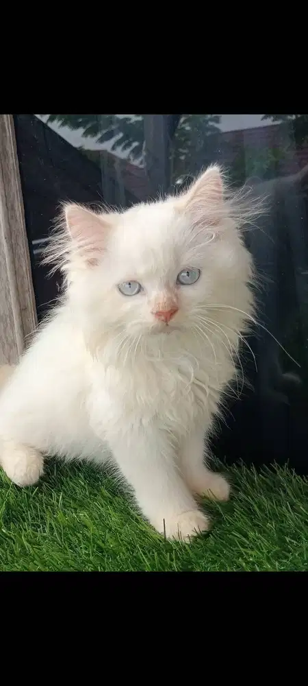 Persia red point jantan bigbone