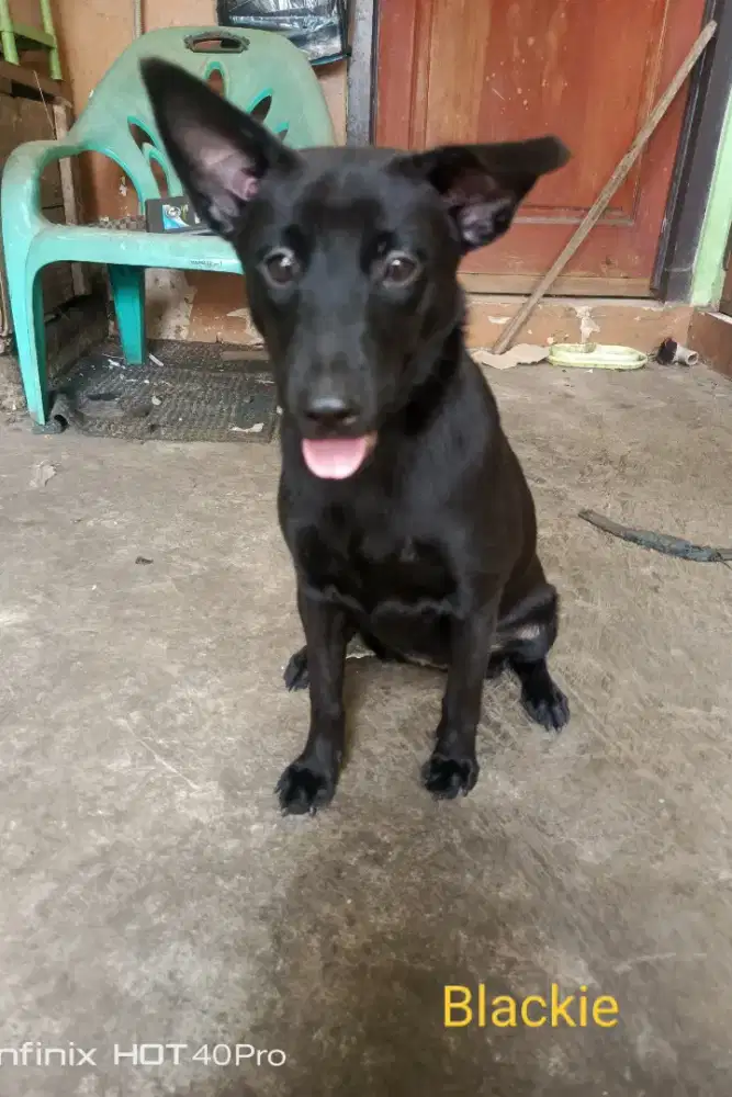 Hibah anak anjing mixed breed