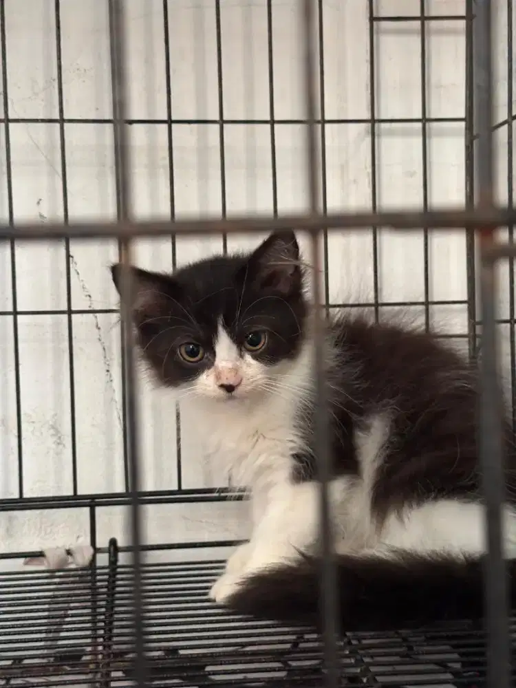 lepas adopt karena urgent mau pulkam.