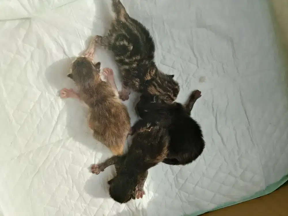 Open booking bsh nonped