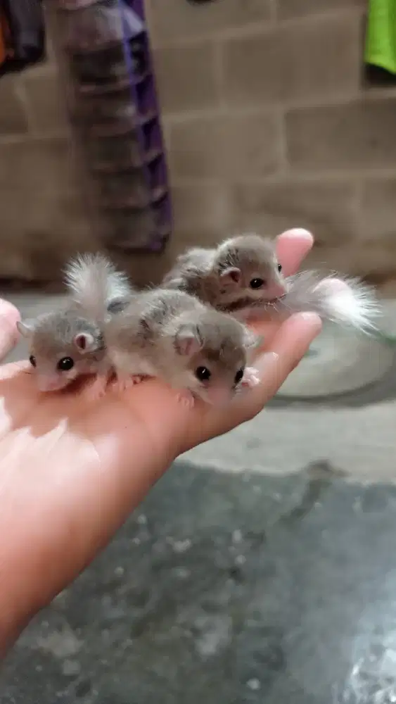 Tupai Mini Dormice