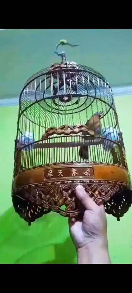 Wambie gacor mewah jinak