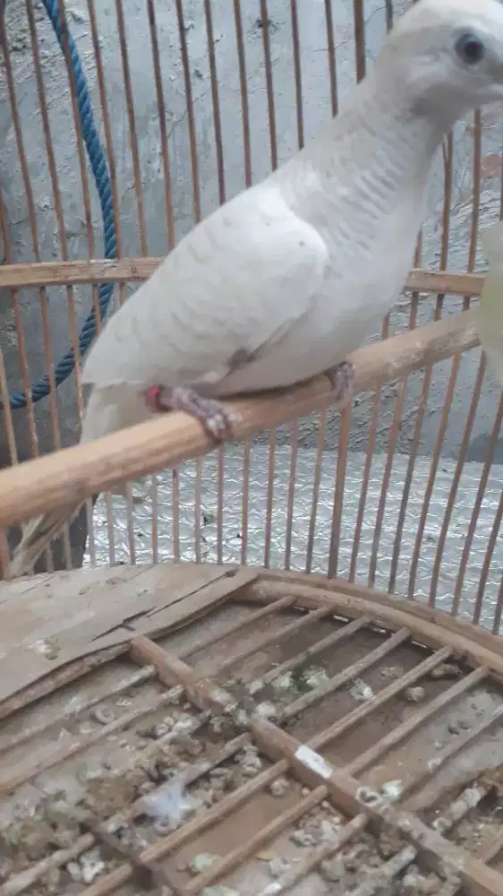 perkutut putih dah rajin bunyi