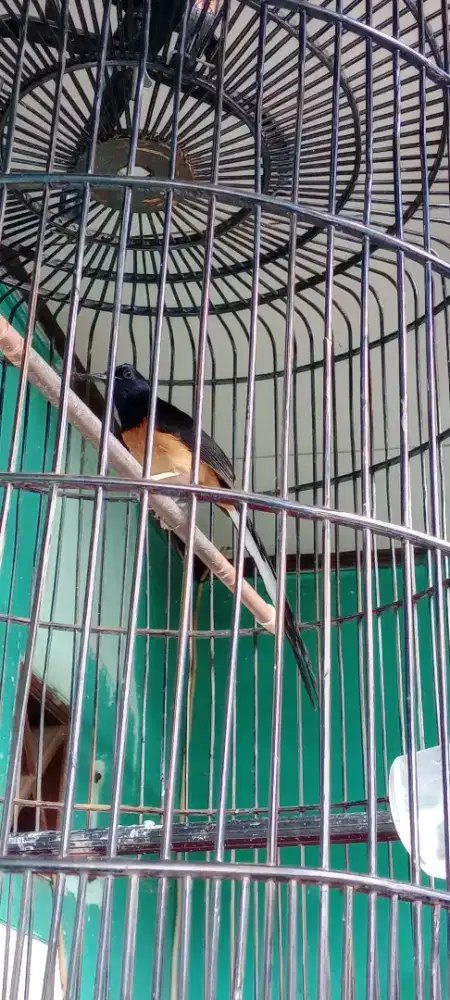 Murai hutan rawatan lama