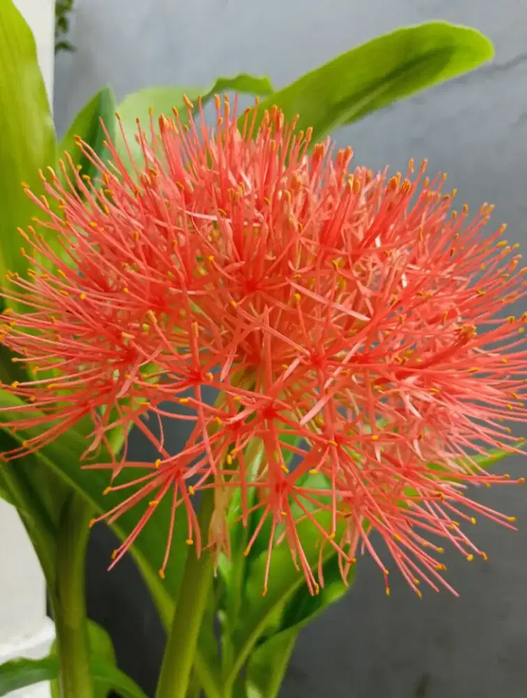 Bibit Bunga Laba2 Matahari