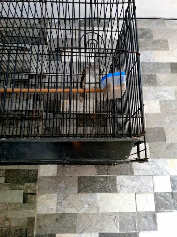 Burung trucuk jantan