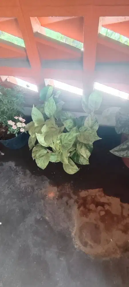 DIjual Tanaman Tanaman