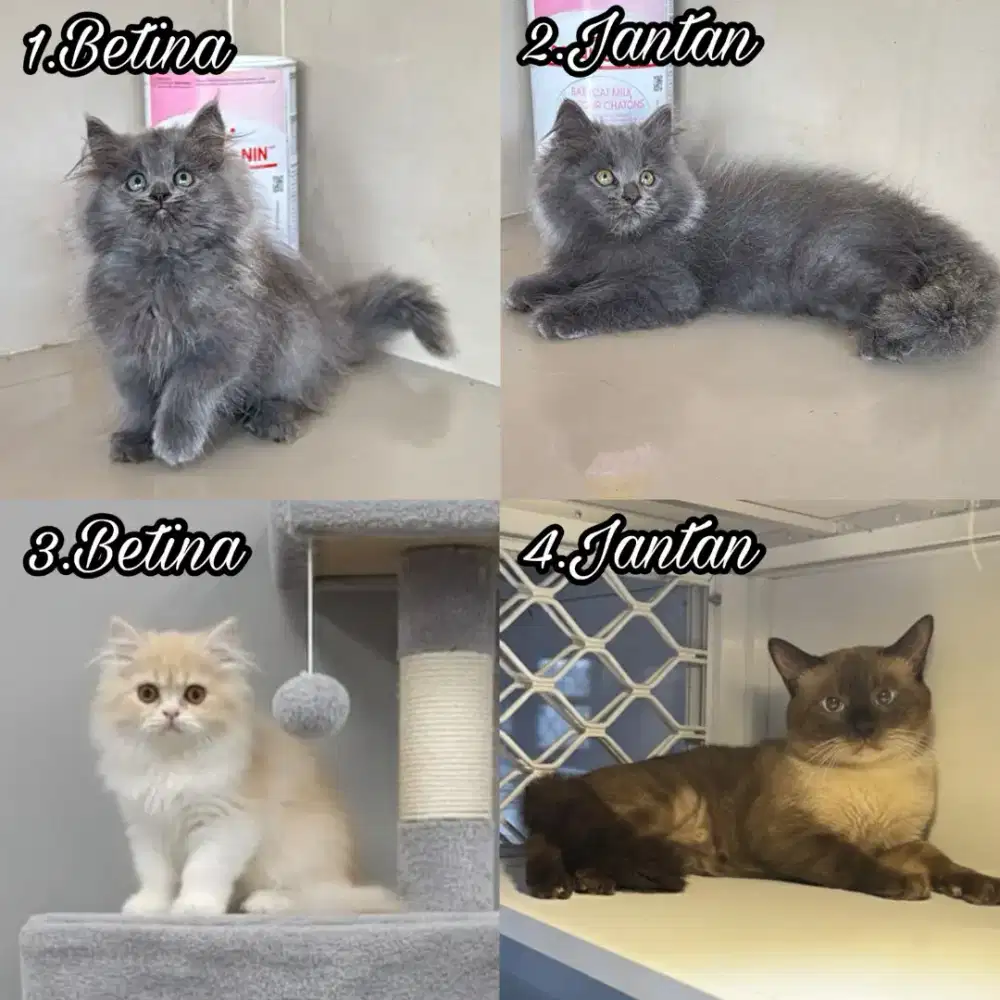 Kucing Persia, gemes, sehat, aktif